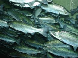 Image result for Oncorhynchus tshawytscha