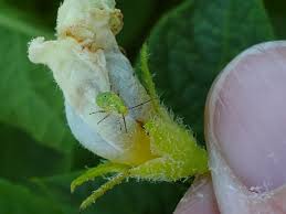 Attēlu rezultāti vaicājumam “Lygus nymph nymph”