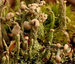 Attēlu rezultāti vaicājumam “Cladonia botrytes”