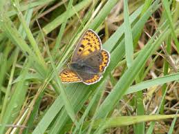 Attēlu rezultāti vaicājumam “Lycaena tityrus underside”