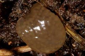 Attēlu rezultāti vaicājumam “Trichoptera egg mass”