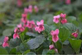 Image result for Veilchen