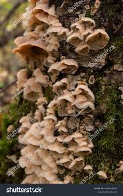 Attēlu rezultāti vaicājumam “Phlebiopsis gigantea”