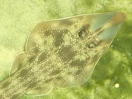 Image result for Pseudobatos lentiginosus