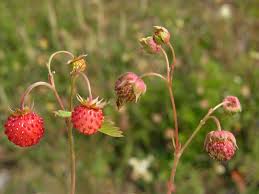 Attēlu rezultāti vaicājumam “Fragaria viridis”