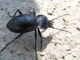 Attēlu rezultāti vaicājumam “Carabus glabratus”