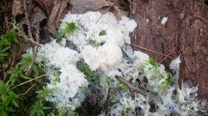 Attēlu rezultāti vaicājumam “Fuligo septica var. candida plasmodium”