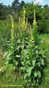 Image result for Königskerzen