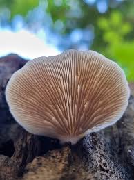 Attēlu rezultāti vaicājumam “Lamproderma pulchellum”