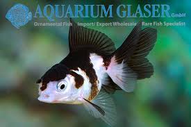 Attēlu rezultāti vaicājumam “Carassius auratus”