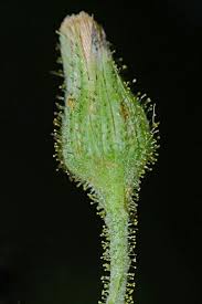 Attēlu rezultāti vaicājumam “Hieracium murorum bud”