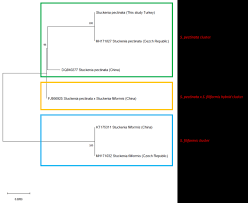 Attēlu rezultāti vaicājumam “Stuckenia filiformis bud”
