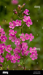 Attēlu rezultāti vaicājumam “Silene viscaria leaf”
