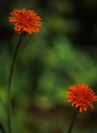 Image result for Agoseris major