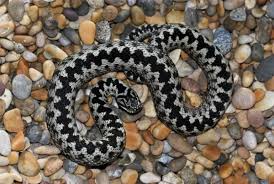 Attēlu rezultāti vaicājumam “Vipera berus adult”