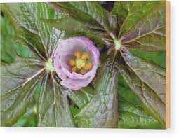 Attēlu rezultāti vaicājumam “Podophyllum hexandrum flower”