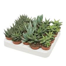 Image result for Haworthia mix