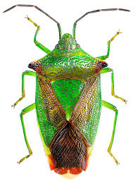 Attēlu rezultāti vaicājumam “Acanthosoma haemorrhoidale”