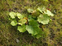 Attēlu rezultāti vaicājumam “Tussilago farfara leaf”