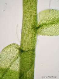 Attēlu rezultāti vaicājumam “Leptodictyum riparium”