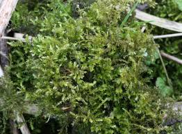 Attēlu rezultāti vaicājumam “Eurhynchium hians”