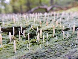 Attēlu rezultāti vaicājumam “Multiclavula mucida”