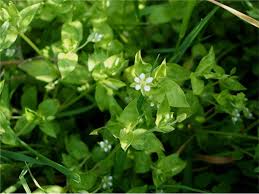 Attēlu rezultāti vaicājumam “Moehringia trinervia bud”