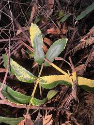 Attēlu rezultāti vaicājumam “Leocarpus fragilis spores”