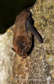 Attēlu rezultāti vaicājumam “Nyctalus leisleri”