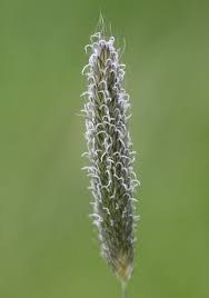 Attēlu rezultāti vaicājumam “Alopecurus pratensis”