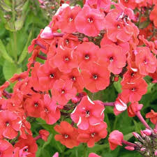 Image result for Phlox paniculata `Bright Eyes`