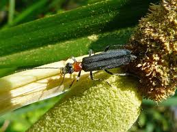 Attēlu rezultāti vaicājumam “Oedemera croceicollis”