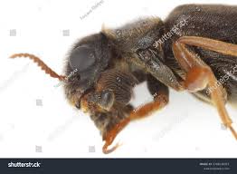 Attēlu rezultāti vaicājumam “Lymexylidae”