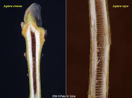 Attēlu rezultāti vaicājumam “Juglans cinerea flower”