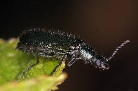 Attēlu rezultāti vaicājumam “Dasytes caeruleus imago”