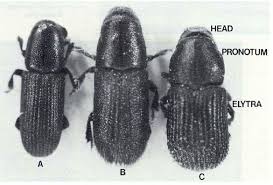 Attēlu rezultāti vaicājumam “Hylastes sp.”