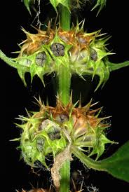 Attēlu rezultāti vaicājumam “Leonurus cardiaca”