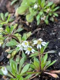 Attēlu rezultāti vaicājumam “Erophila verna flower”