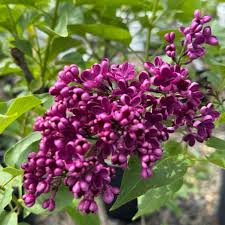 Attēlu rezultāti vaicājumam “Syringa vulgaris”