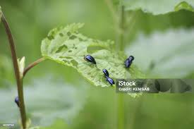 Attēlu rezultāti vaicājumam “Agelastica alni”