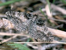 Attēlu rezultāti vaicājumam “Cleora cinctaria”