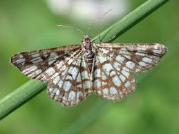 Attēlu rezultāti vaicājumam “Chiasmia clathrata”