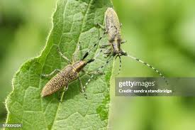 Attēlu rezultāti vaicājumam “Agapanthia villosoviridescens”