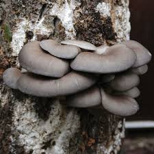 Attēlu rezultāti vaicājumam “Pleurotus ostreatus”