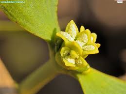 Attēlu rezultāti vaicājumam “Viscum album female flower”
