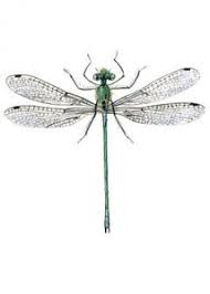 Attēlu rezultāti vaicājumam “Lestes sponsa”