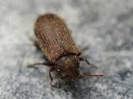 Attēlu rezultāti vaicājumam “Anobium pertinax”