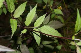 Attēlu rezultāti vaicājumam “Bidens frondosa leaf”