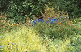 Attēlu rezultāti vaicājumam “Milium effusum flower”