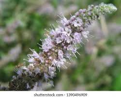 Attēlu rezultāti vaicājumam “Mentha longifolia flower”